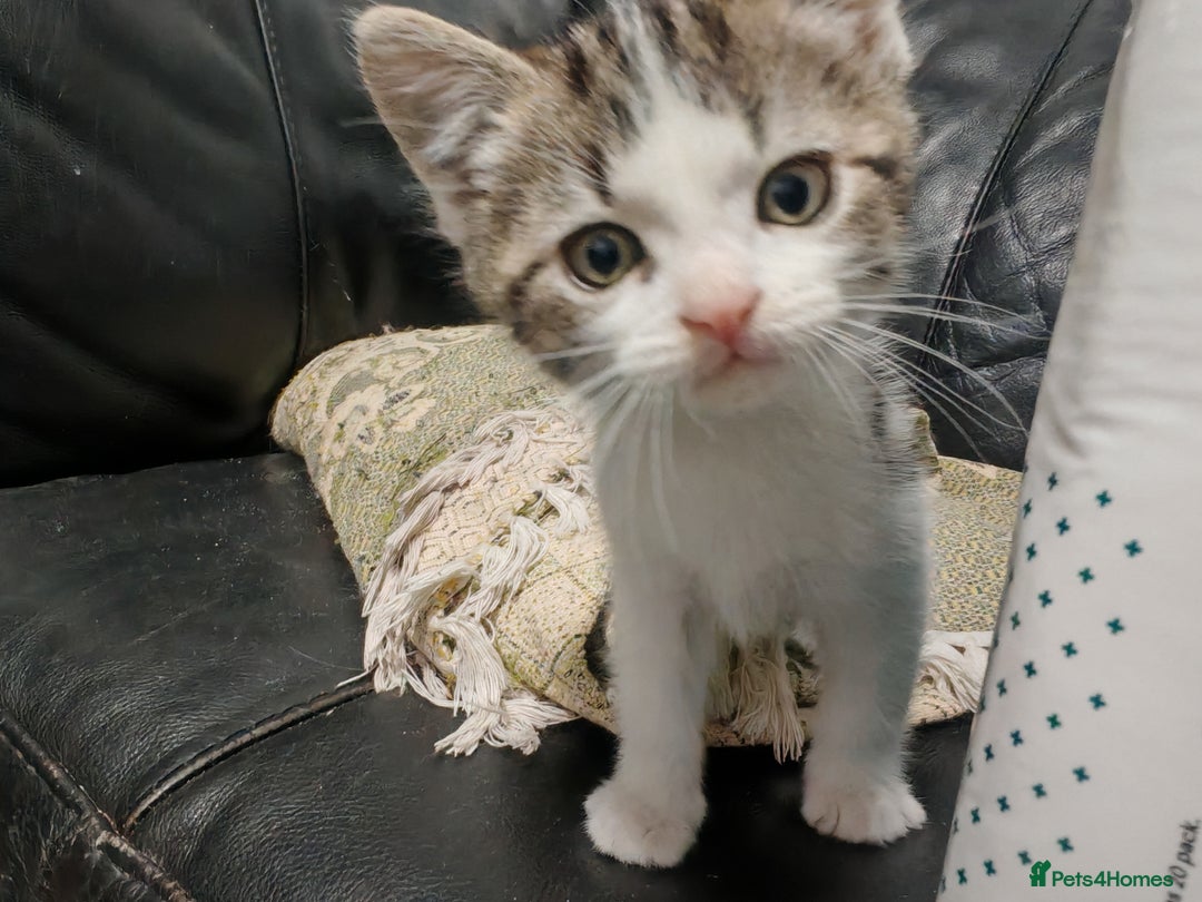 Mixed Breed cats for sale: Kittens for sale!  - Advert 7