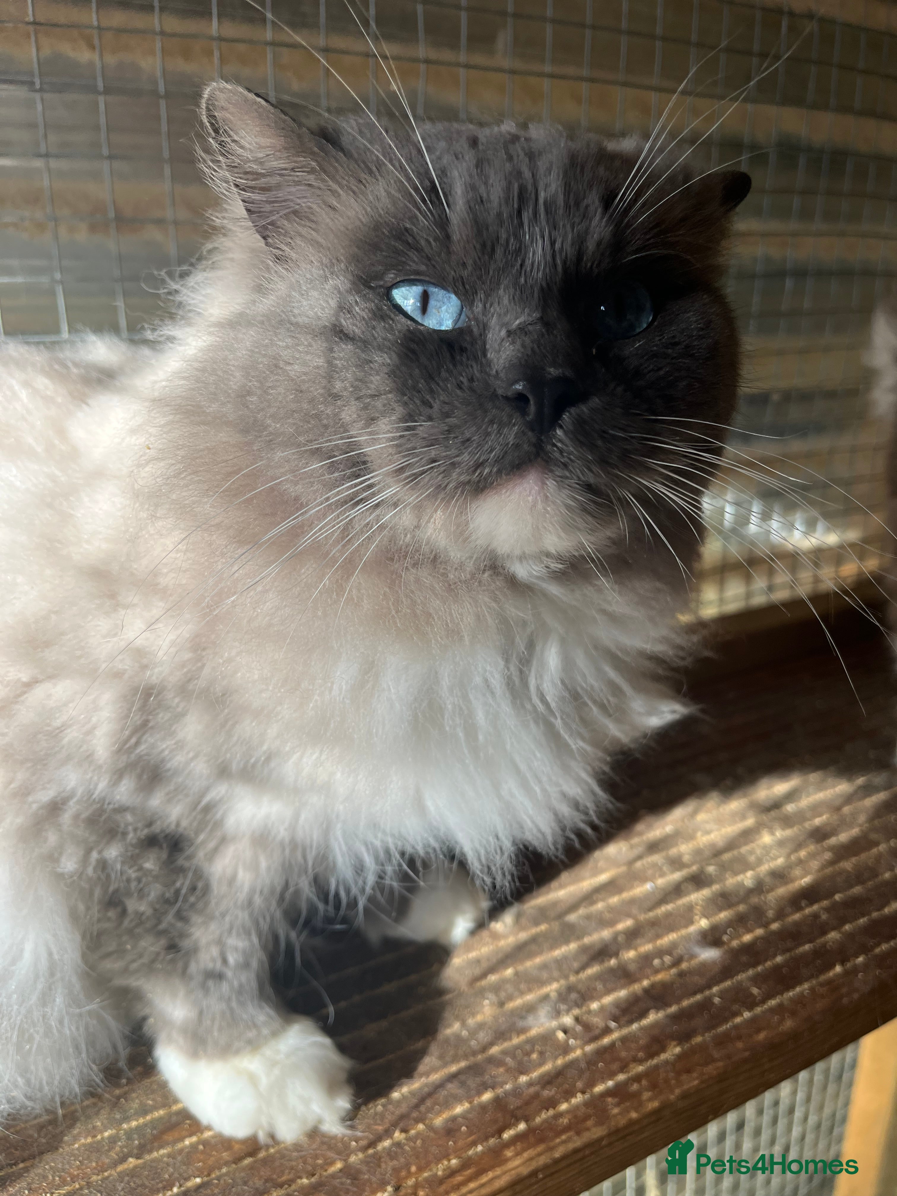 Ragdoll cats Gccf/Tica male ragdoll for stud  in Ashford - Advert 12