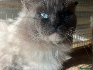 Ragdoll cats Gccf/Tica male ragdoll for stud in Ashford - Advert 2
