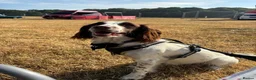 English Springer Spaniel dogs for sale: English springer spaniel in Leeds - Advert 3