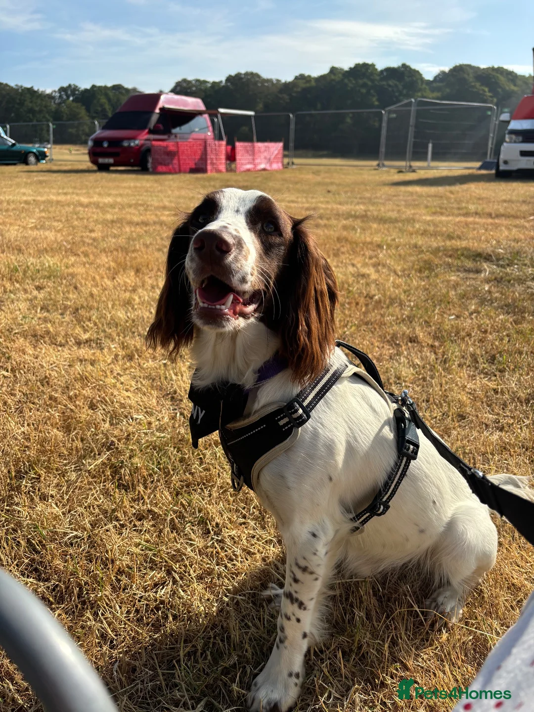 English Springer Spaniel dogs for sale: English springer spaniel in Leeds - Advert 3