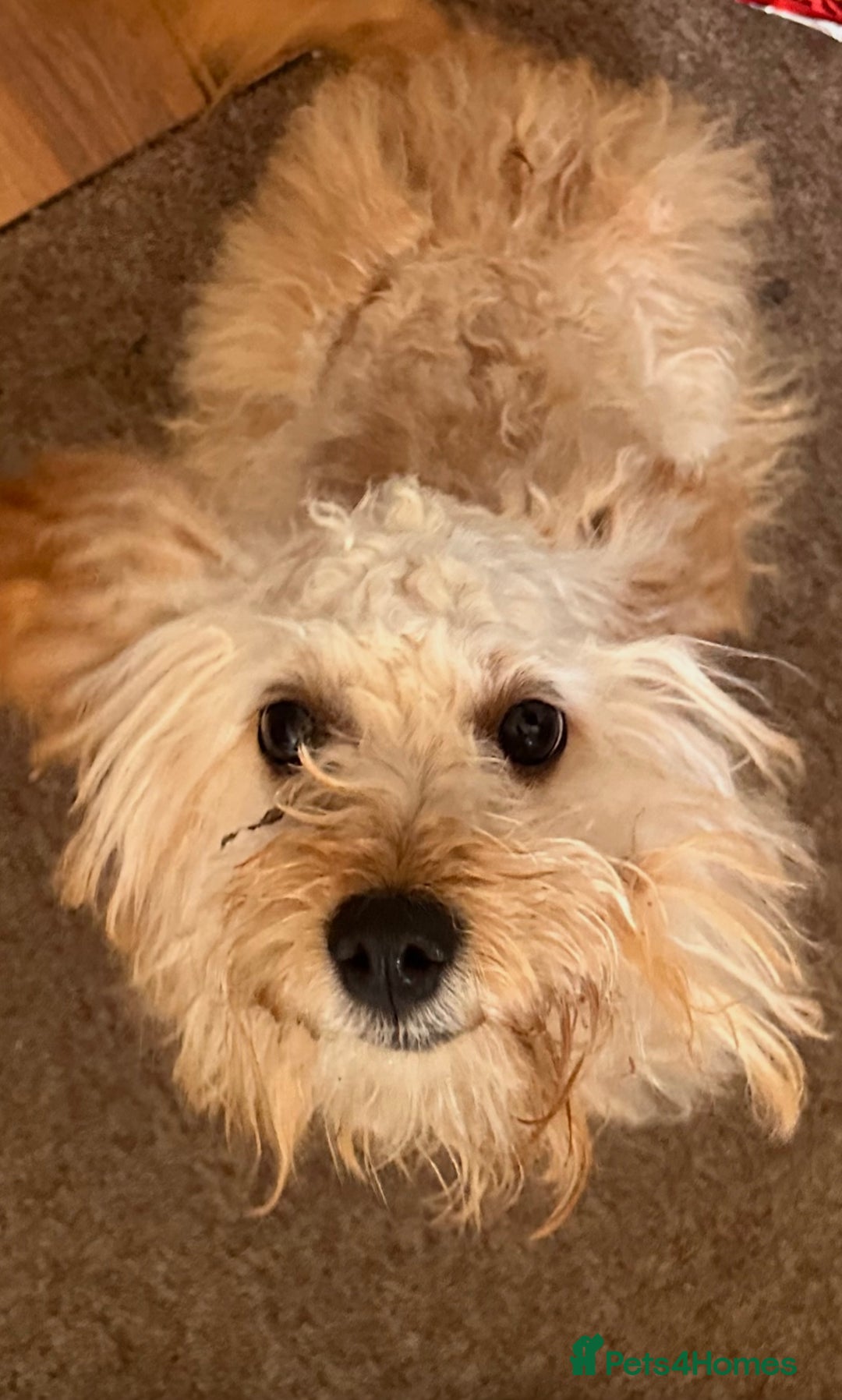 Cockapoo dogs for sale: 9 month old cockapoo  - Image 8