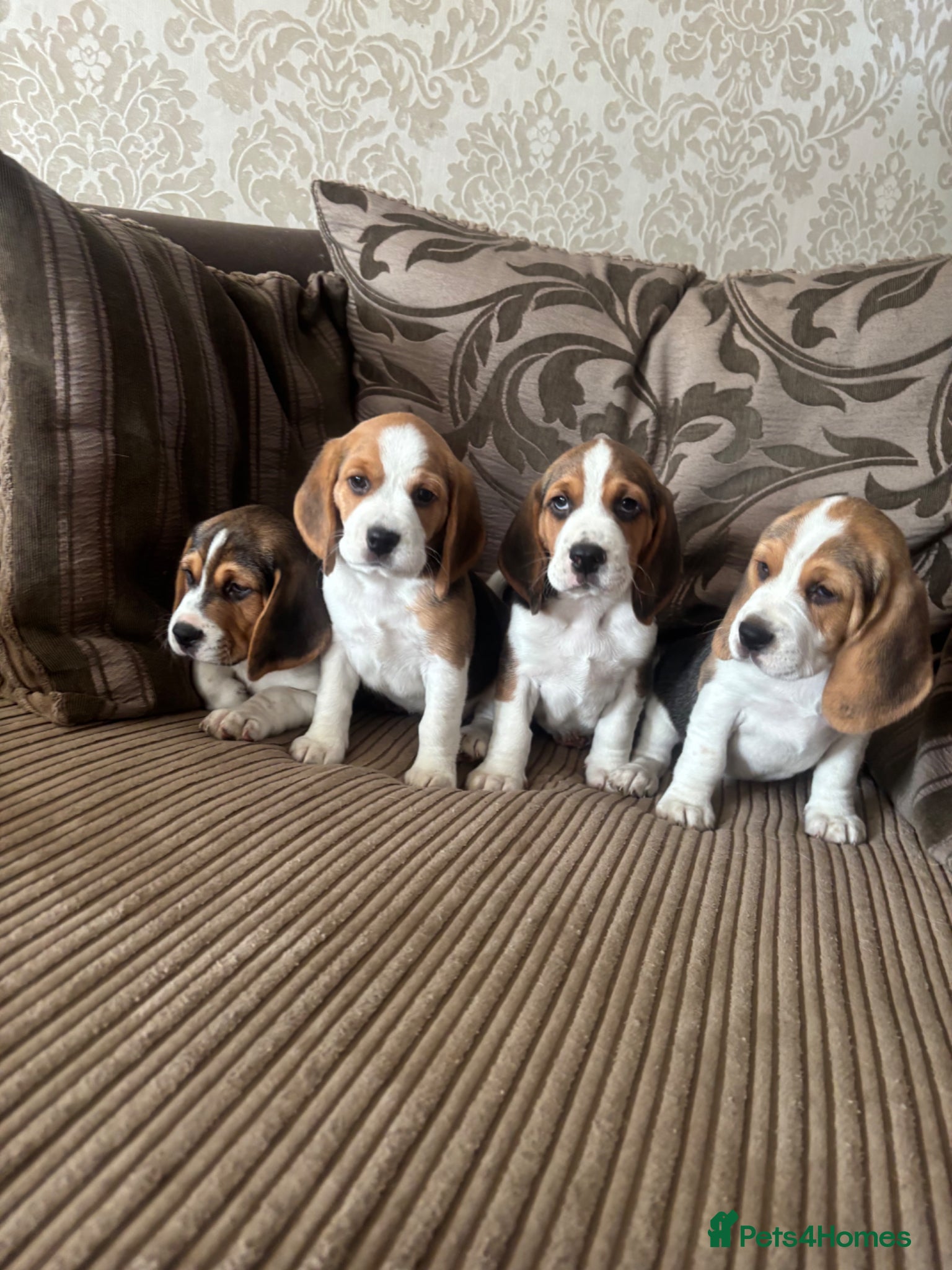 Beagle dogs Stunning Beagle puppies  - Advert 1