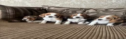 Beagle dogs for sale: Beautiful Beagles(ready now) - Advert 13
