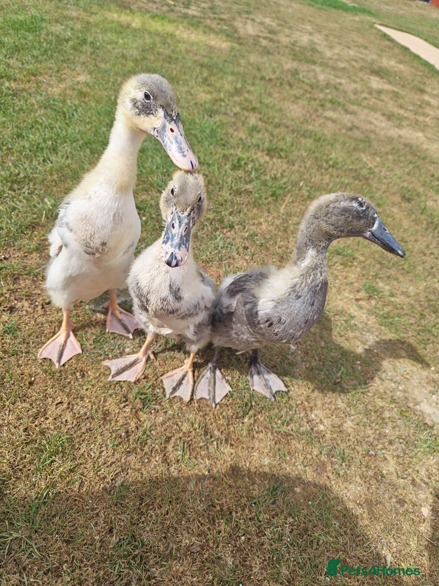 Ducks poultry Runner ducklings  - Advert 3