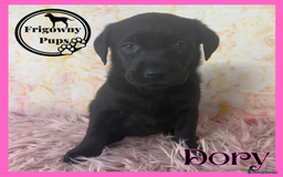 Labrador Retriever dogs for sale: 🖤 Dolly the Black Labrador Girl 🖤 in Market Rasen - Image 10