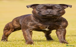 Staffordshire Bull Terrier dogs for stud: Crufts Qualified red and blue carrier stud  - Image 1