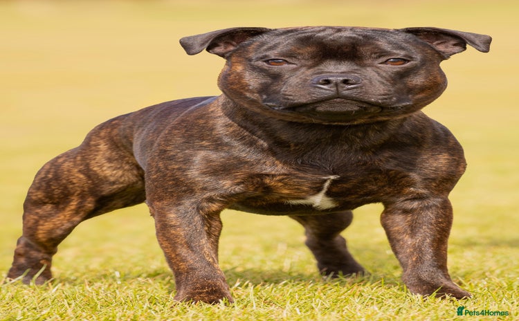 Staffordshire Bull Terrier dogs - Advert 2