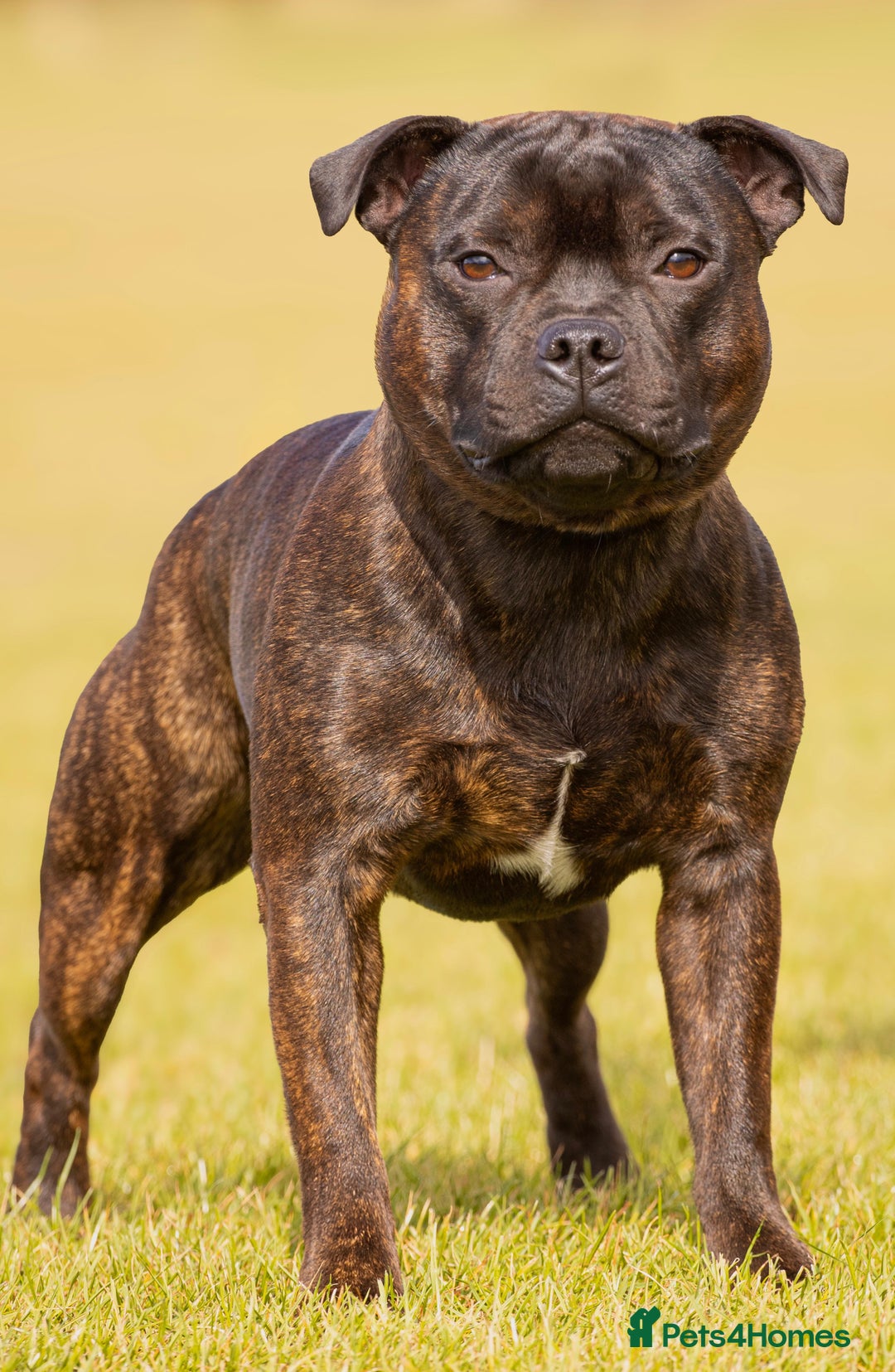 Staffordshire Bull Terrier dogs for stud: Crufts Qualified red and blue carrier stud  - Image 1