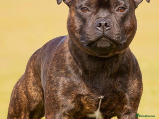 Staffordshire Bull Terrier dogs - Advert 18
