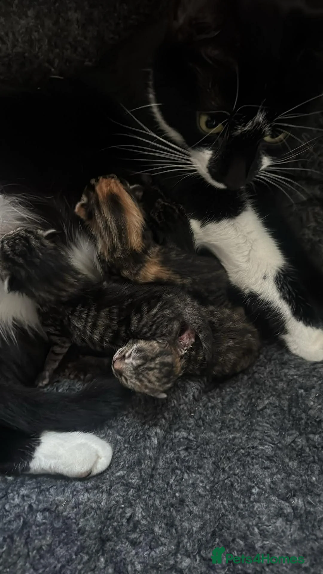 Mixed Breed cats for sale: REDUCED READY TO GO -  1 BOY/GIRL Tabby kittens  - Advert 22