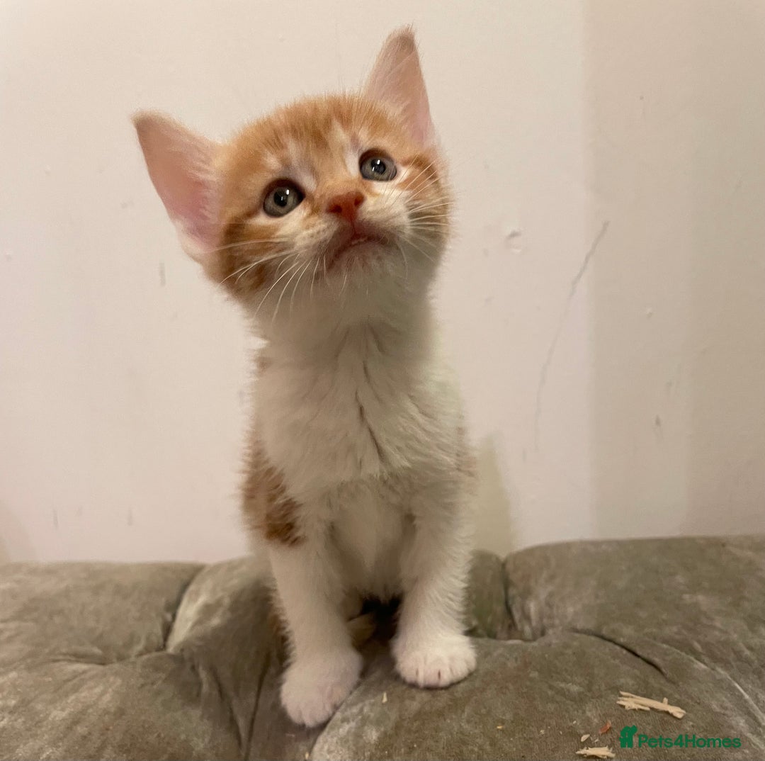 Mixed Breed cats for sale: kittens ready now  - Image 9
