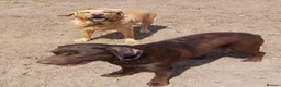 Labrador Retriever dogs for sale: Beautiful Labrador Puppies - Advert 4