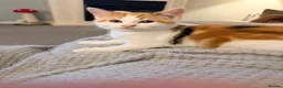 Domestic Shorthair cats for sale: Female calico kitten  - Advert 7