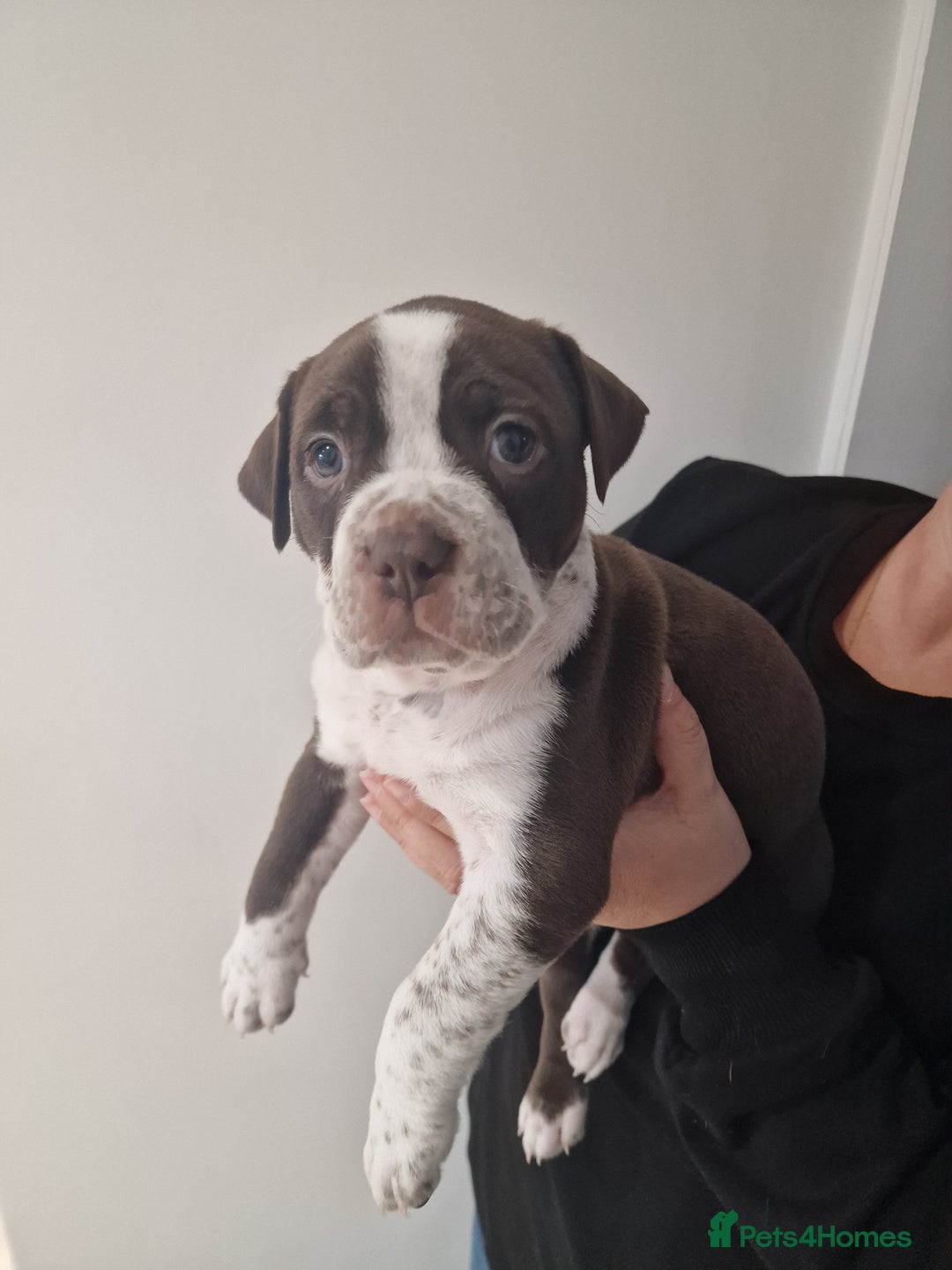Mixed Breed dogs for sale: Beautiful Puppies–AmStaffy x Olde English Bulldog - Image 2