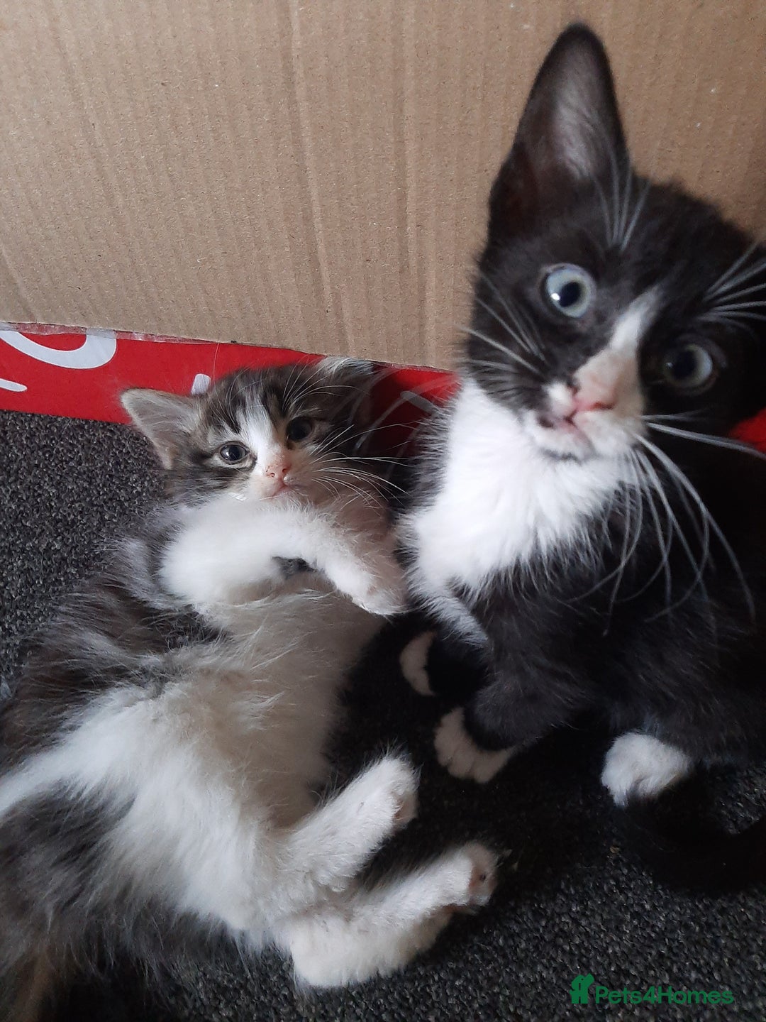 Mixed Breed cats for sale: Hooligans for sale - Advert 9