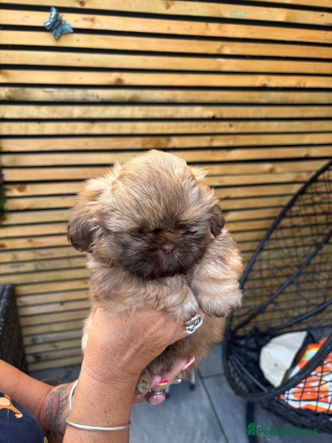 Shih Tzu dogs for sale: Imperial shihtzu - Image 7