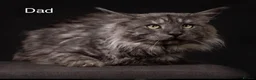 Maine Coon cats for sale: TICA & Council licensed Maine Coon kittens  - Advert 26