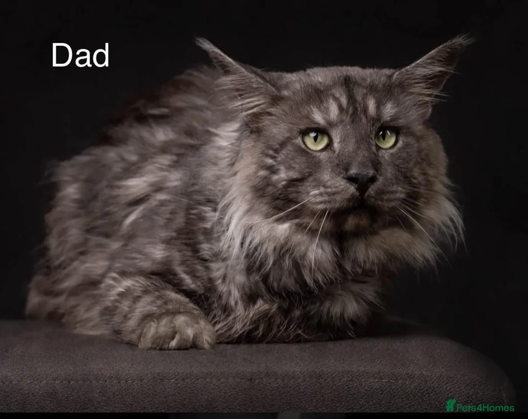 Maine Coon cats for sale: TICA & Council licensed Maine Coon kittens  - Advert 26