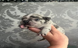 French Bulldog dogs for sale: Lilac Merle 🤍 - Image 4