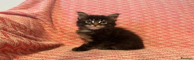 Maine Coon Kitten 1