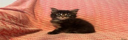 Maine Coon cats for sale: Maine Coon kittens one Blue boy left. - Advert 3