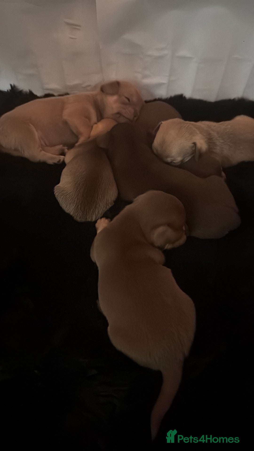 Chihuahua dogs for sale: Beautiful chihuahua pups - Image 5