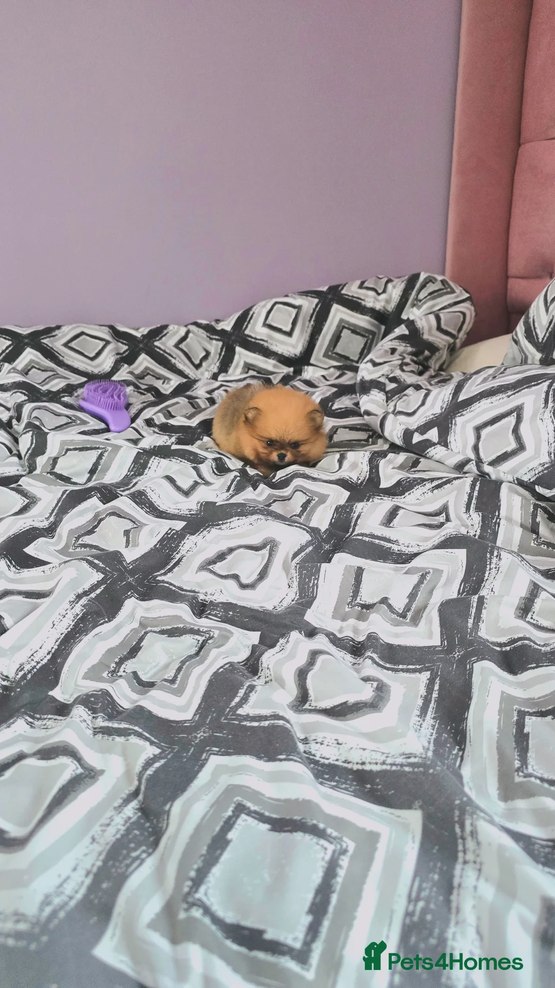 Pomeranian dogs for sale: MINI 2 Girls left, boy sold!  - Image 1