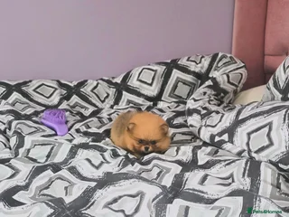 Pomeranian dogs - Advert 27