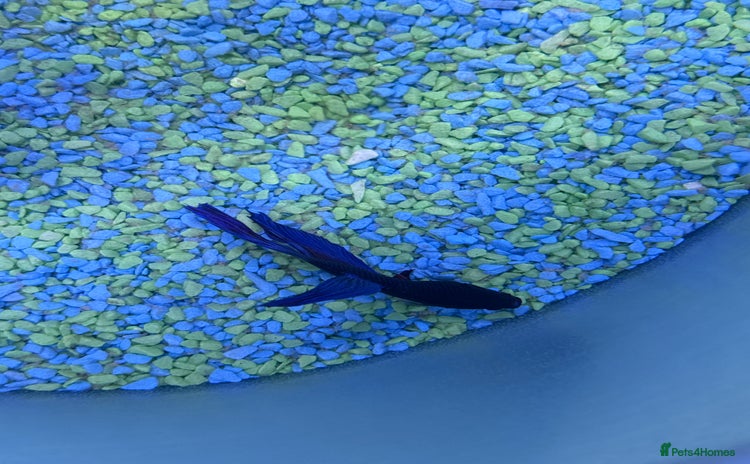 Bettas fish - Advert 1