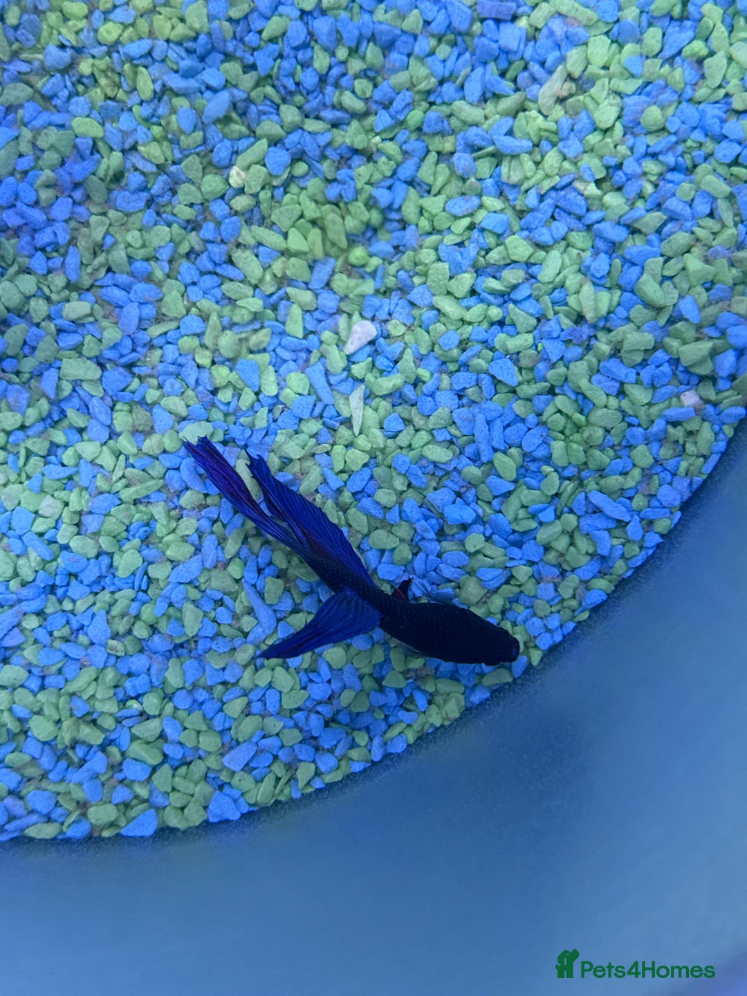 Bettas fish for sale: Fish  - Image 1