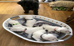 Miniature Schnauzer dogs for sale: KC registered White miniature schnauzers - Image 7