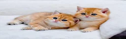 British Shorthair cats for sale: Exceptional Kittens from Outstanding Bloodlines  - Advert 11