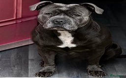 Staffordshire Bull Terrier dogs for sale: Staffordshire bull terrier puppies  - Image 2