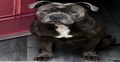 Staffordshire Bull Terrier dogs - Advert 13
