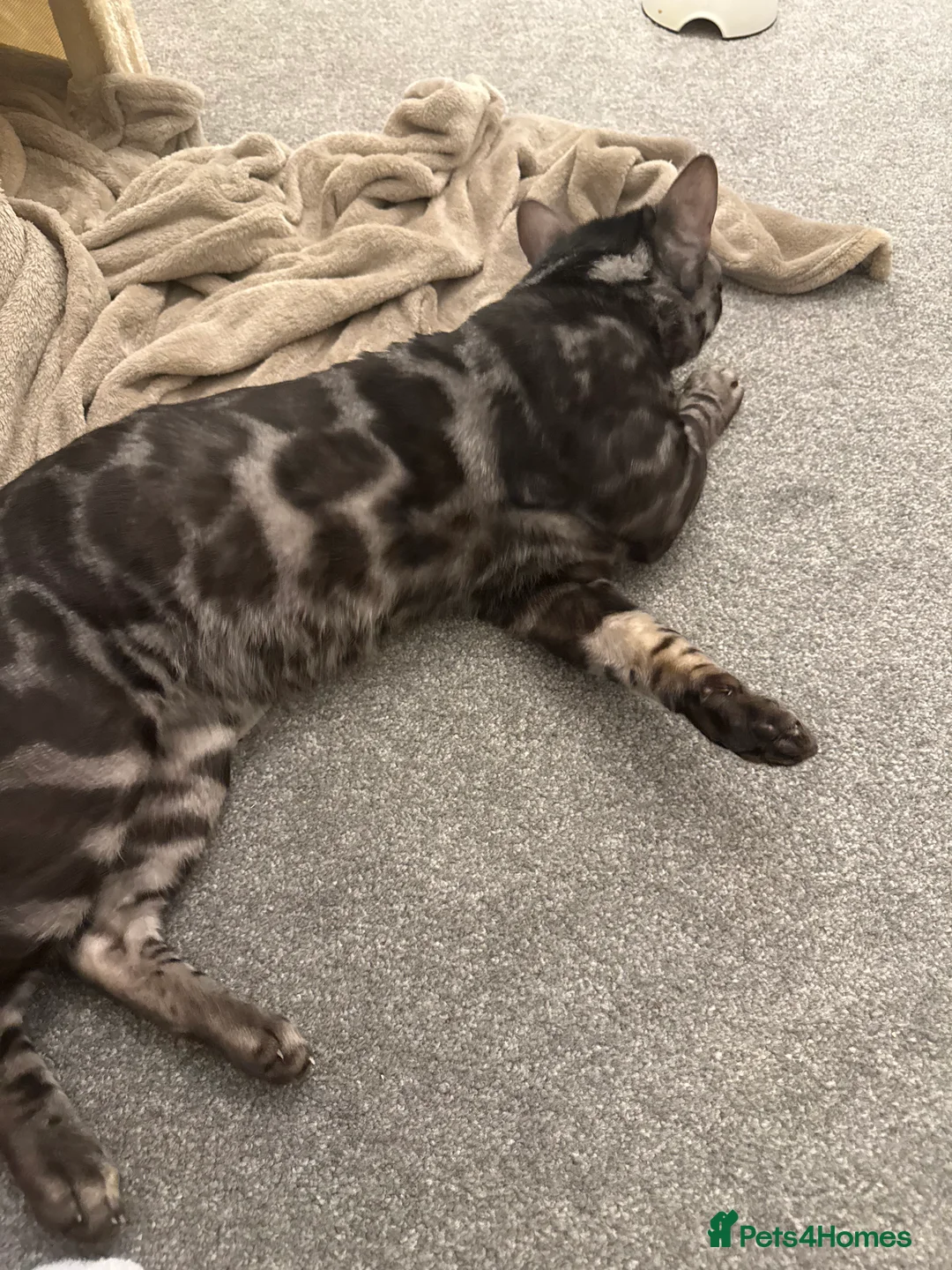Bengal cats for sale: 2.5 year old charcoal Bengal Boy - Advert 6