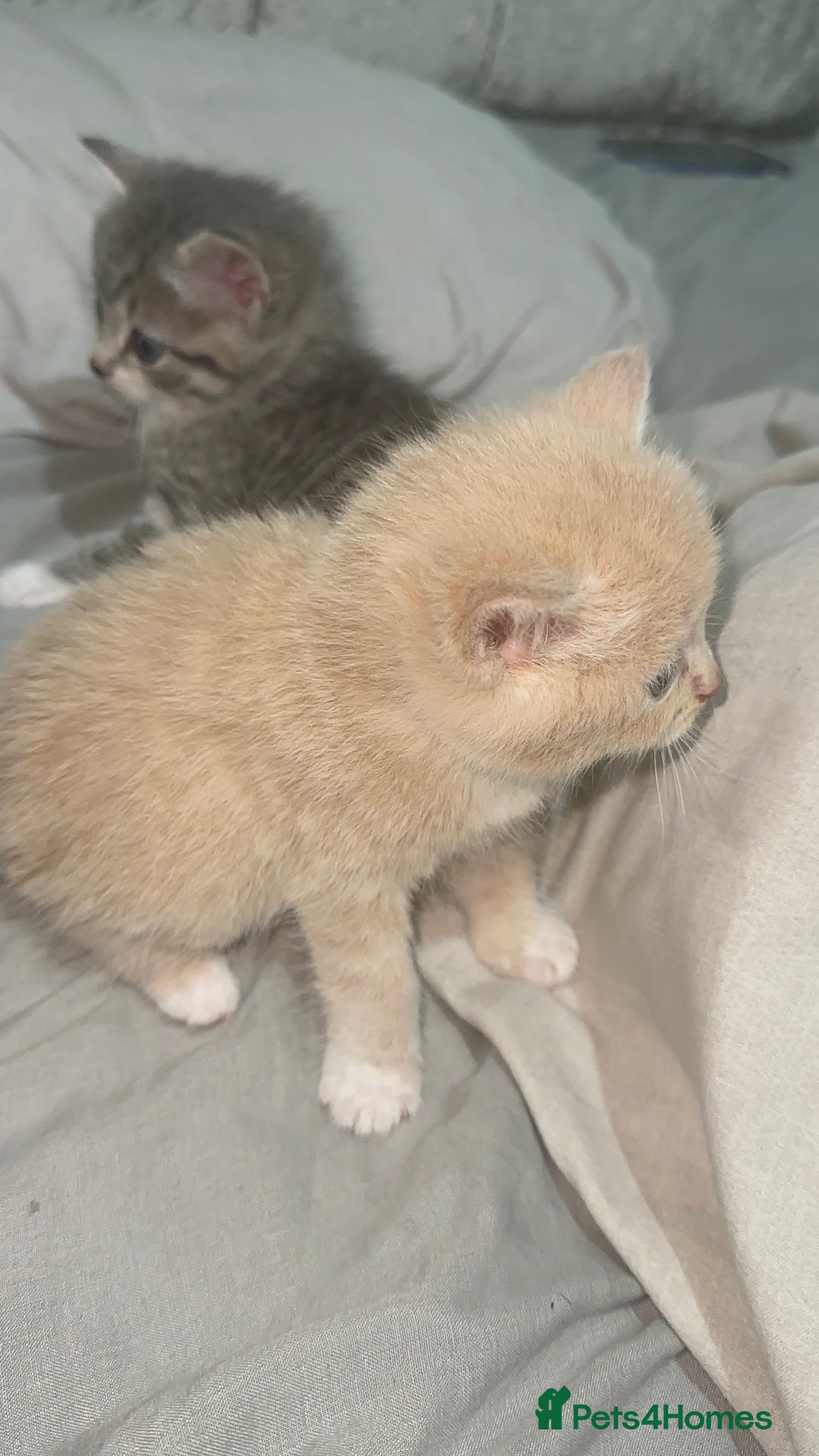 Mixed Breed cats for sale: 3 Beautiful Kittens Needing A Home - Advert 6