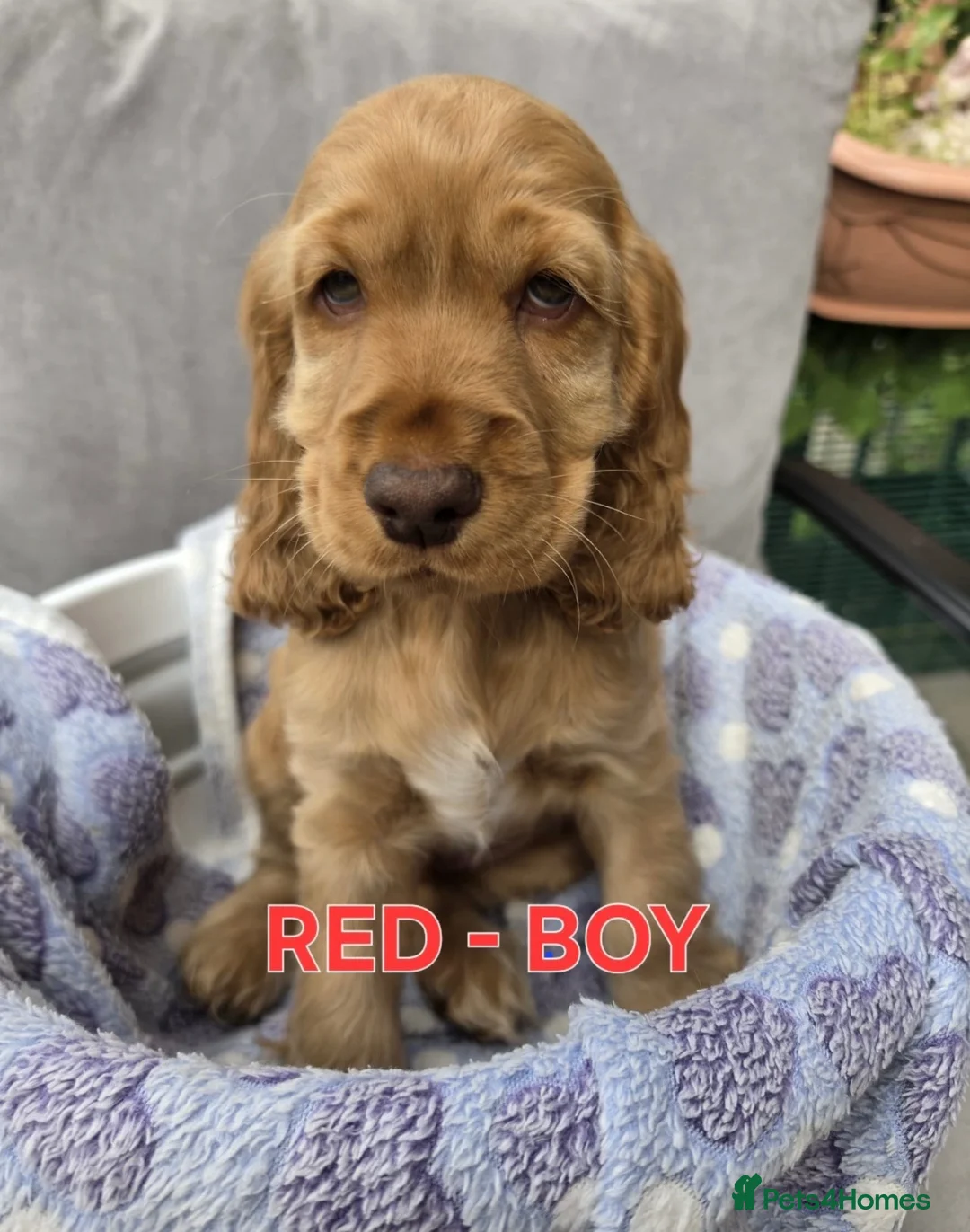 Cocker Spaniel dogs for stud: Stunning KC red show cocker spaniel for stud - Advert 11