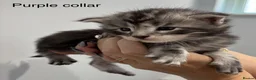 Maine Coon cats for sale: TICA & Council licensed Maine Coon kittens  - Advert 19