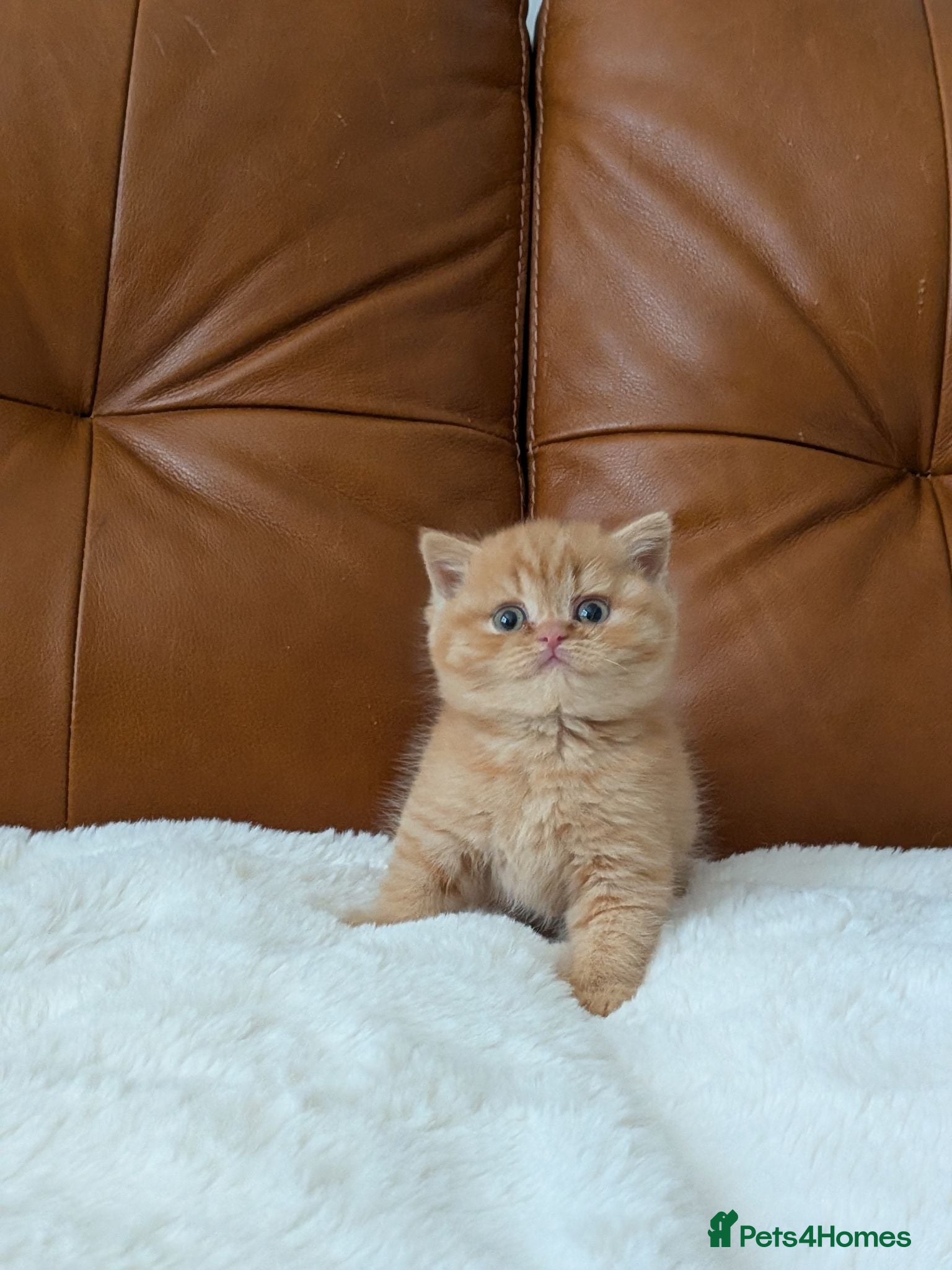 British Shorthair cats GCCF British Shorthair kittens  - Advert 17