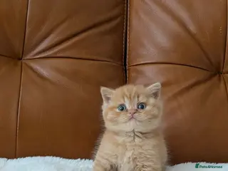 British Shorthair cats GCCF British Shorthair kittens - Advert 17