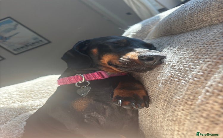 Miniature Dachshund dogs - Advert 2