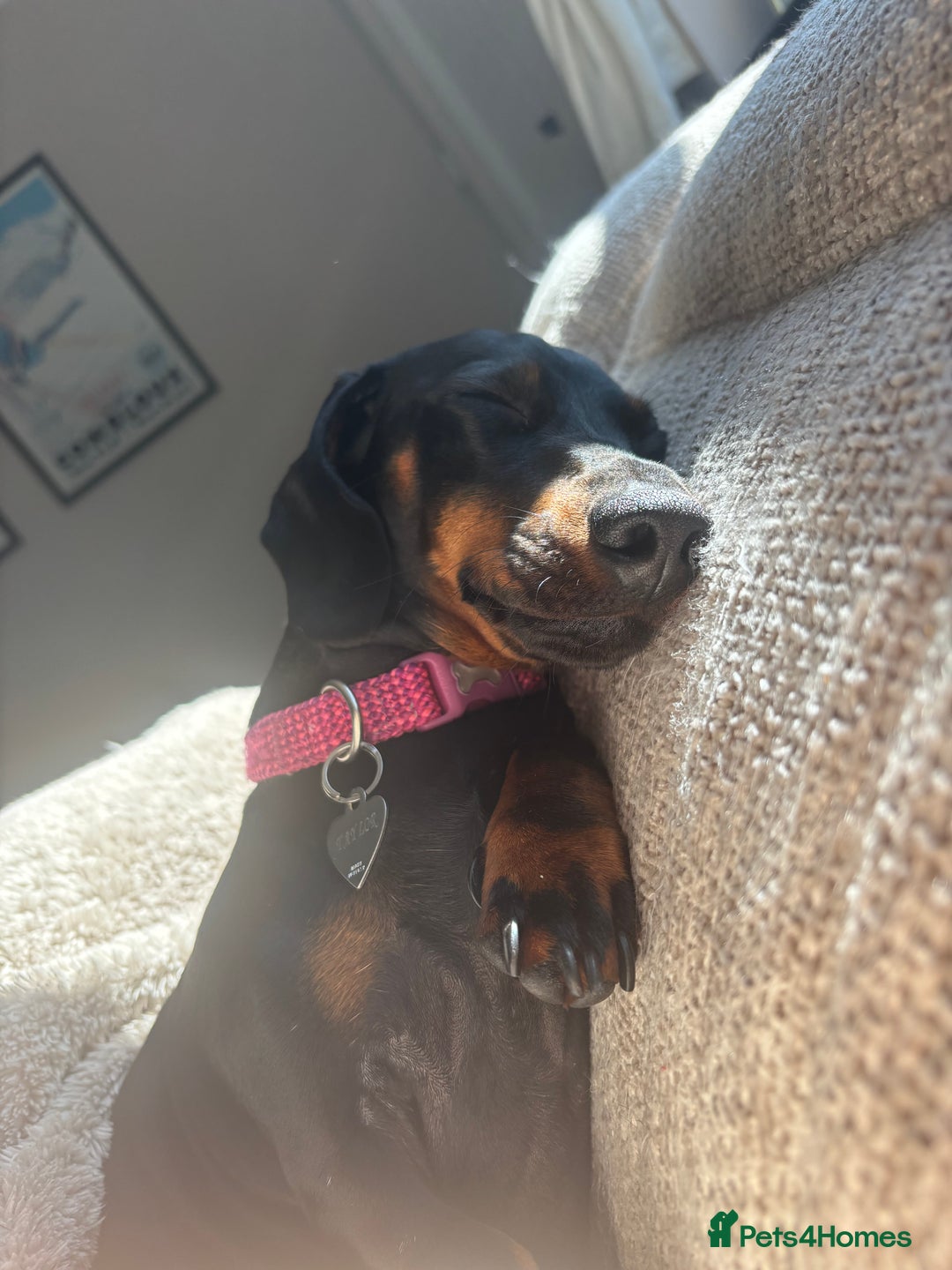 Miniature Dachshund dogs for sale: Coco needs a new home🩷🏡 - Image 1