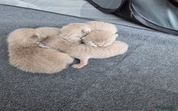 British Shorthair cats for sale: Lilac BSH  - Image 2