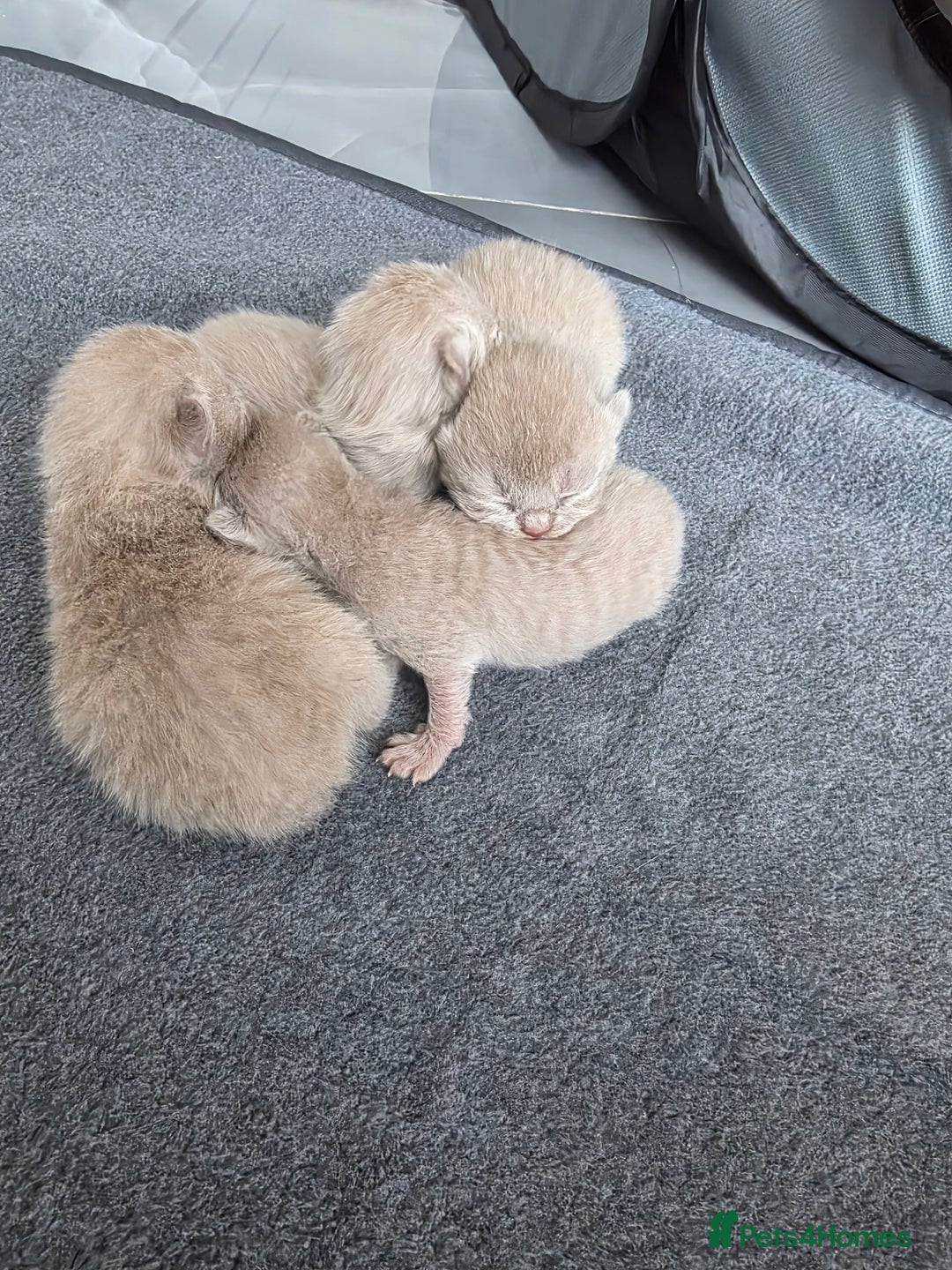 British Shorthair cats for sale: Lilac BSH  - Image 2