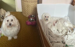 Maltese dogs for sale: Gorgeous Maltese Puppies For Sale. - Image 7