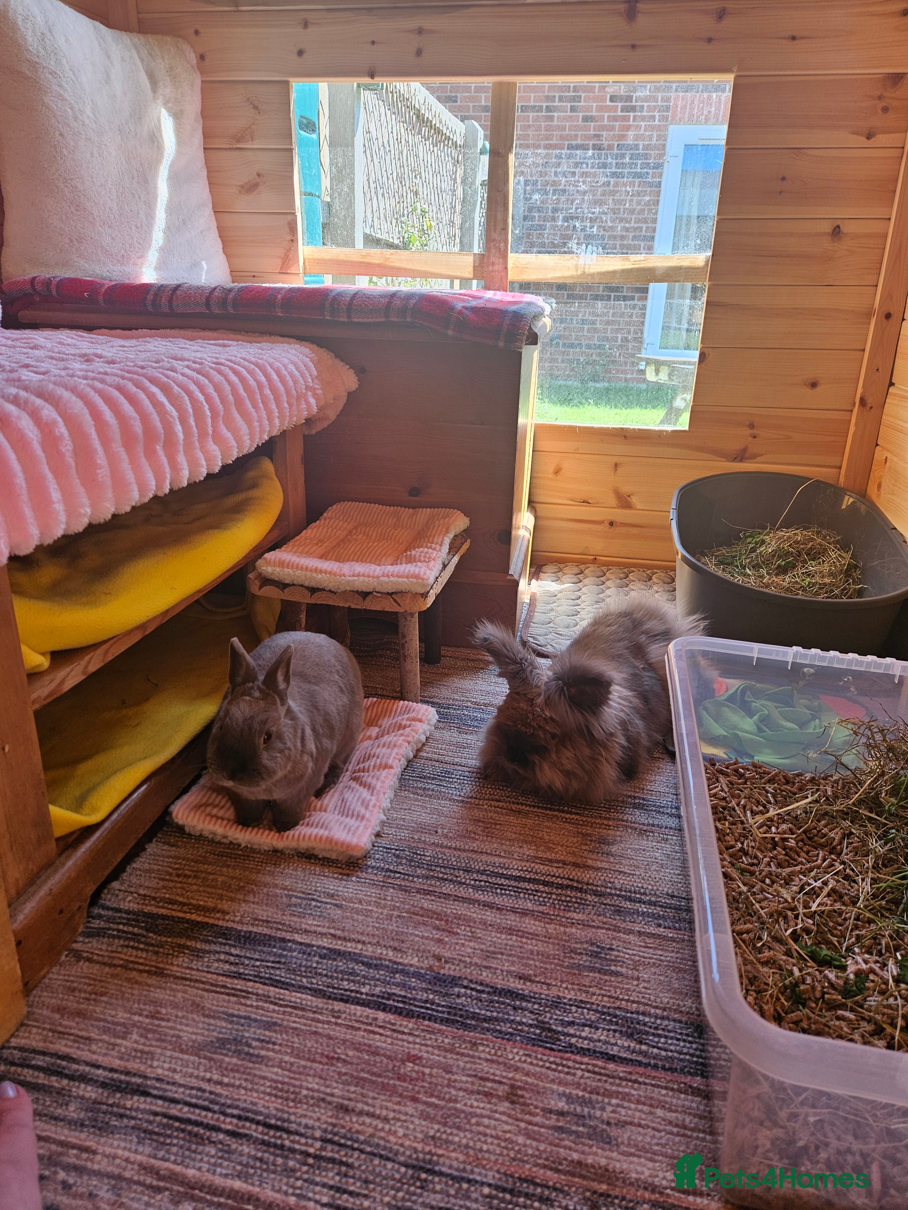 Lionhead rabbits 2 female spayed rabbits - Advert 2