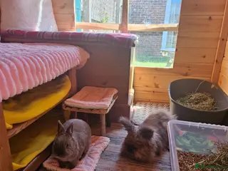 Lionhead rabbits 2 female spayed rabbits - Advert 2