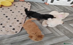 Cavapoo dogs for sale: TOY CAVAPOO DNA TESTED PARENTS AND GRANDPARENTS  - Image 37