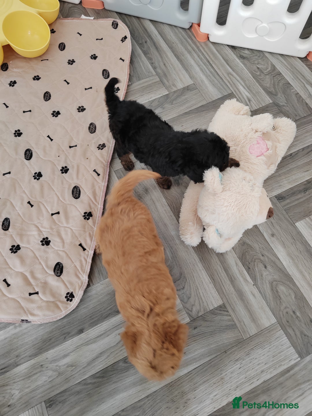 Cavapoo dogs for sale: TOY CAVAPOO DNA TESTED PARENTS AND GRANDPARENTS  - Image 37